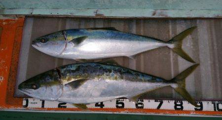 火遠理丸（ほおりまる） 釣果