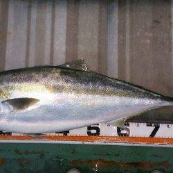 火遠理丸（ほおりまる） 釣果