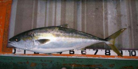 火遠理丸（ほおりまる） 釣果