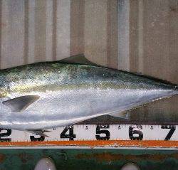 火遠理丸（ほおりまる） 釣果