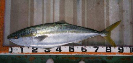 火遠理丸（ほおりまる） 釣果