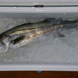 火遠理丸（ほおりまる） 釣果