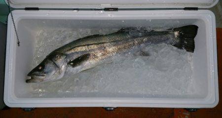 火遠理丸（ほおりまる） 釣果