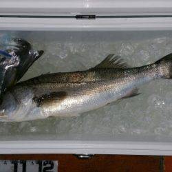 火遠理丸（ほおりまる） 釣果