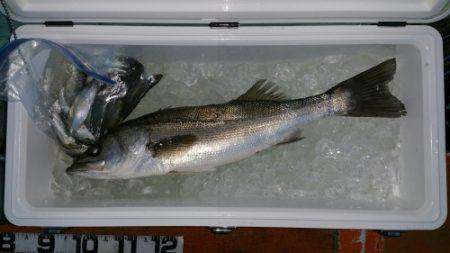 火遠理丸（ほおりまる） 釣果