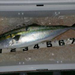 火遠理丸（ほおりまる） 釣果