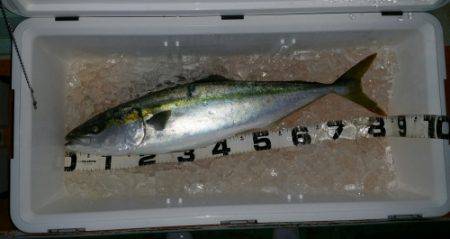 火遠理丸（ほおりまる） 釣果