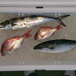 火遠理丸（ほおりまる） 釣果