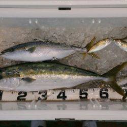 火遠理丸（ほおりまる） 釣果