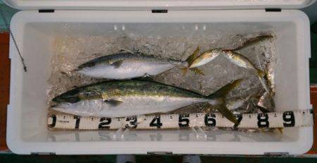 火遠理丸（ほおりまる） 釣果