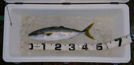 火遠理丸（ほおりまる） 釣果