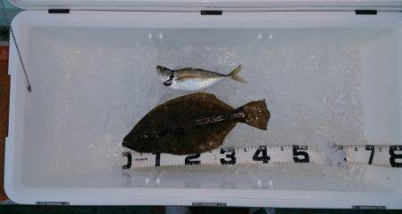 火遠理丸（ほおりまる） 釣果