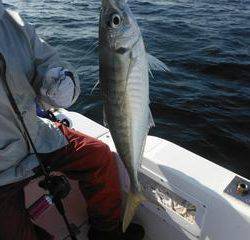 開進丸 釣果