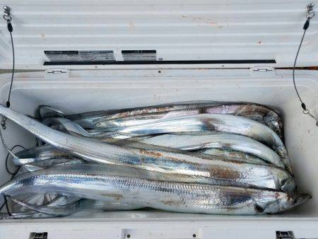 遊漁船　ニライカナイ 釣果