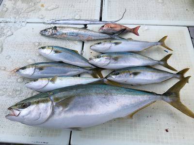 ミタチ丸 釣果