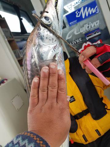 遊漁船　ニライカナイ 釣果