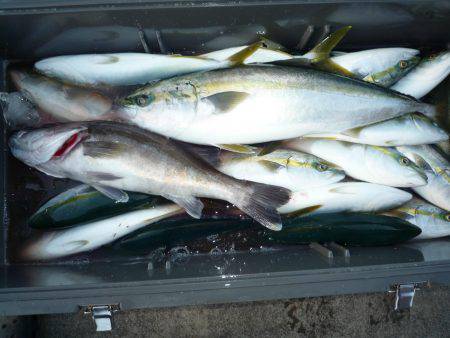 浅間丸 釣果