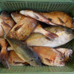 淡路じゃのひれフィッシングパーク 釣果