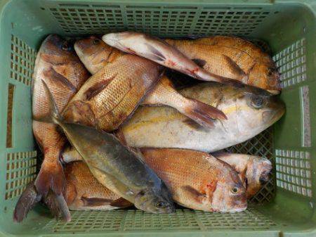 淡路じゃのひれフィッシングパーク 釣果