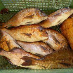 淡路じゃのひれフィッシングパーク 釣果