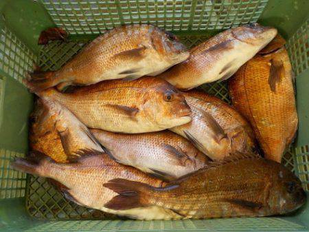 淡路じゃのひれフィッシングパーク 釣果