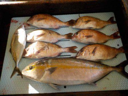 淡路じゃのひれフィッシングパーク 釣果