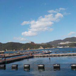 淡路じゃのひれフィッシングパーク 釣果