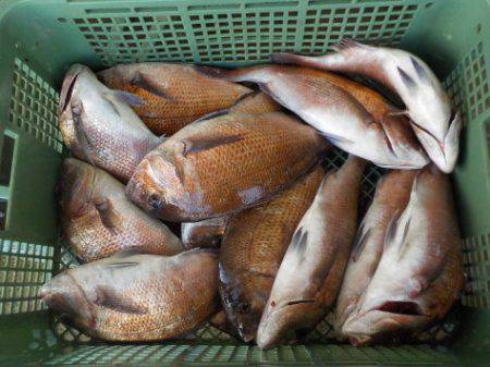 淡路じゃのひれフィッシングパーク 釣果