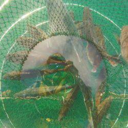 淡路じゃのひれフィッシングパーク 釣果