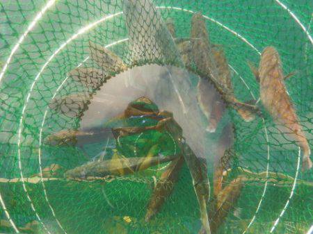 淡路じゃのひれフィッシングパーク 釣果