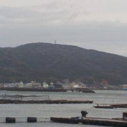 淡路じゃのひれフィッシングパーク 釣果