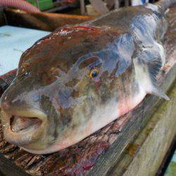 淡路じゃのひれフィッシングパーク 釣果