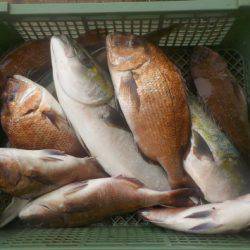 淡路じゃのひれフィッシングパーク 釣果