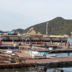 淡路じゃのひれフィッシングパーク 釣果