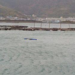 淡路じゃのひれフィッシングパーク 釣果