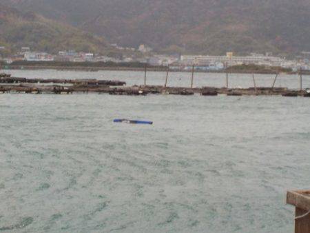 淡路じゃのひれフィッシングパーク 釣果