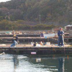 淡路じゃのひれフィッシングパーク 釣果