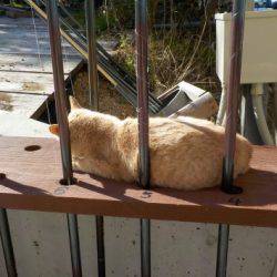 淡路じゃのひれフィッシングパーク 釣果