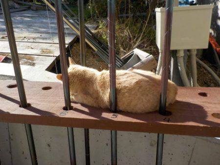 淡路じゃのひれフィッシングパーク 釣果