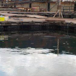 淡路じゃのひれフィッシングパーク 釣果