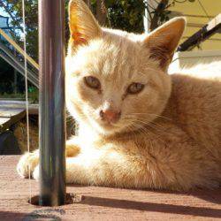 淡路じゃのひれフィッシングパーク 釣果