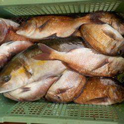 淡路じゃのひれフィッシングパーク 釣果