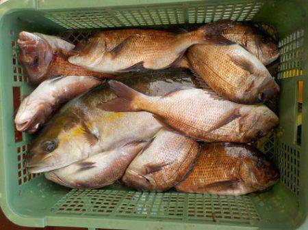 淡路じゃのひれフィッシングパーク 釣果