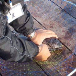 淡路じゃのひれフィッシングパーク 釣果