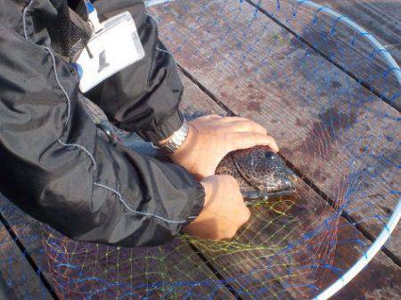 淡路じゃのひれフィッシングパーク 釣果