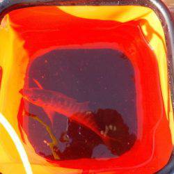 淡路じゃのひれフィッシングパーク 釣果