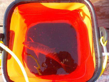 淡路じゃのひれフィッシングパーク 釣果