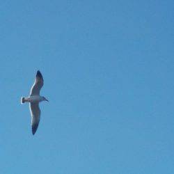 淡路じゃのひれフィッシングパーク 釣果
