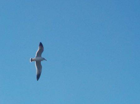 淡路じゃのひれフィッシングパーク 釣果