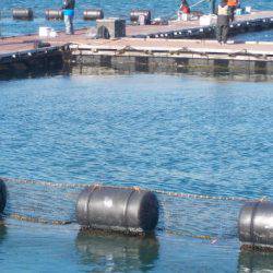 淡路じゃのひれフィッシングパーク 釣果